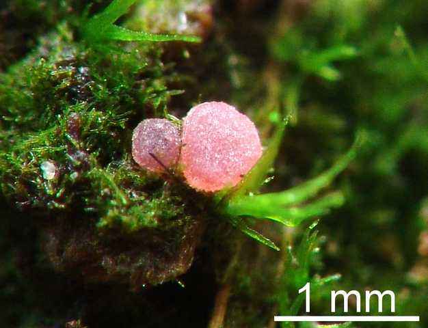 macrostoma