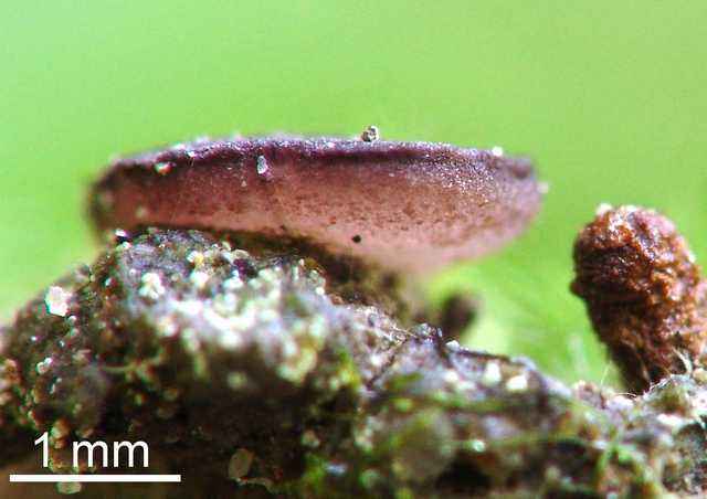 macrostoma
