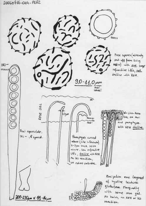 macrostoma