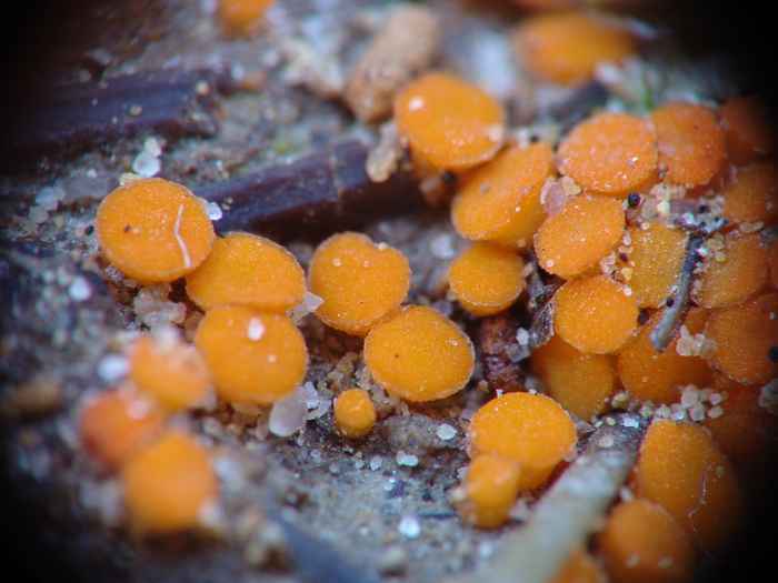 macrostoma