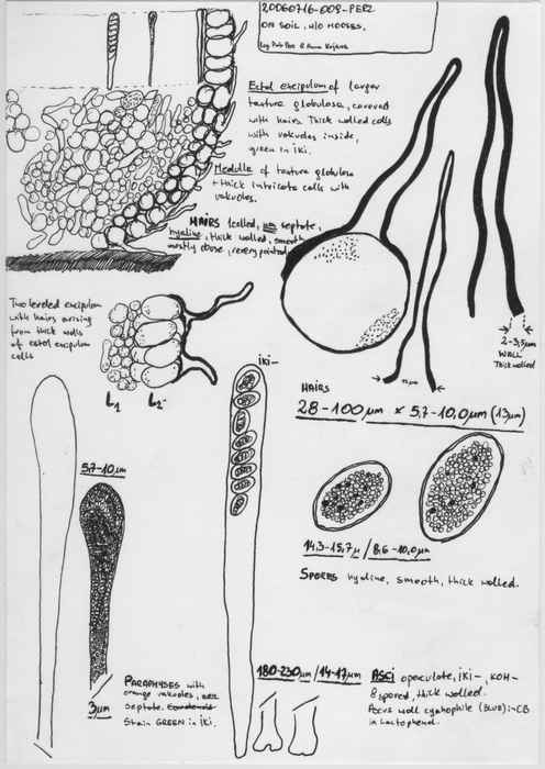 macrostoma