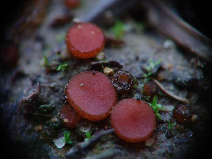 macrostoma