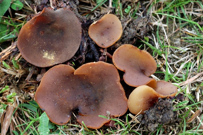 macrostoma