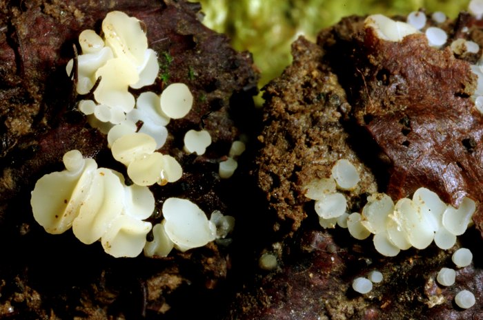 macrostoma
