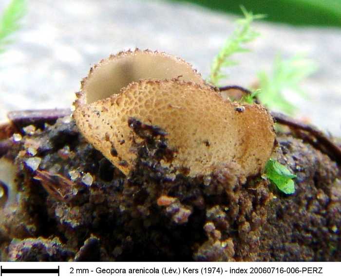 macrostoma