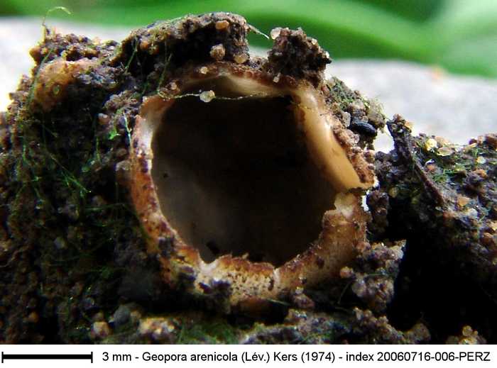 macrostoma