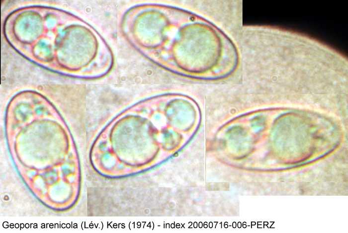 macrostoma