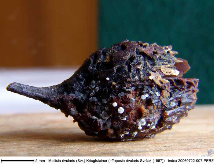macrostoma