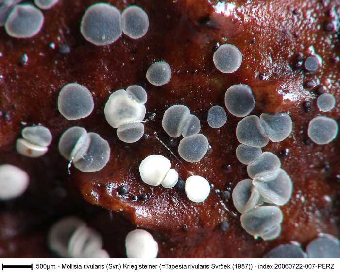 macrostoma