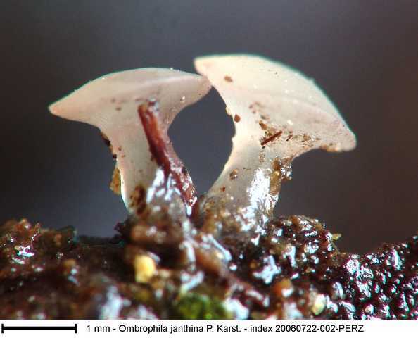 macrostoma