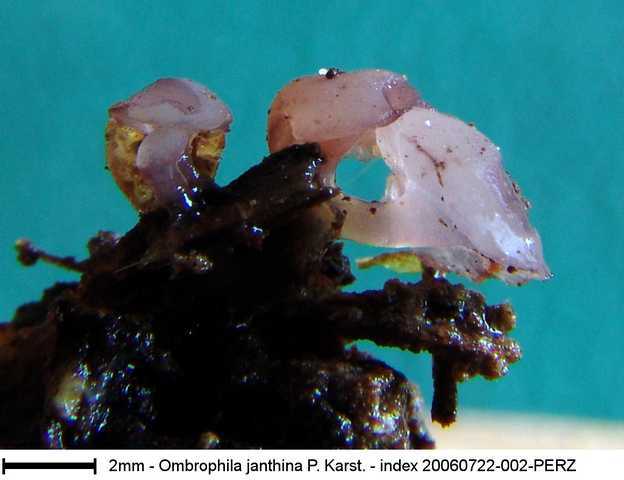 macrostoma