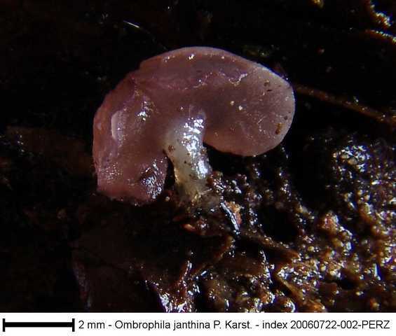 macrostoma
