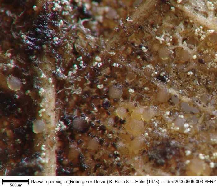 macrostoma