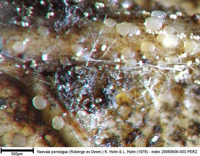 macrostoma