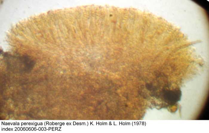 macrostoma