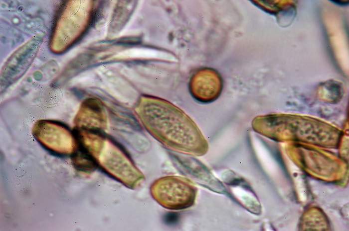 macrostoma
