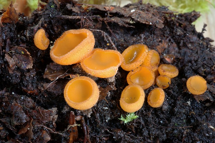 macrostoma