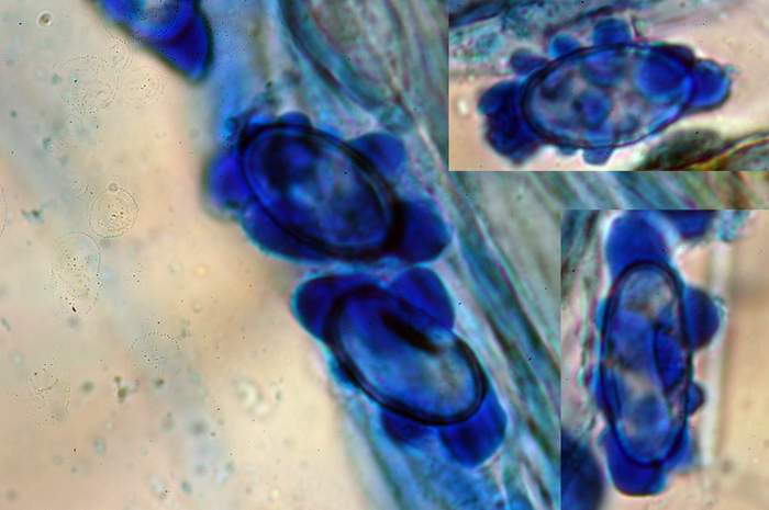 macrostoma