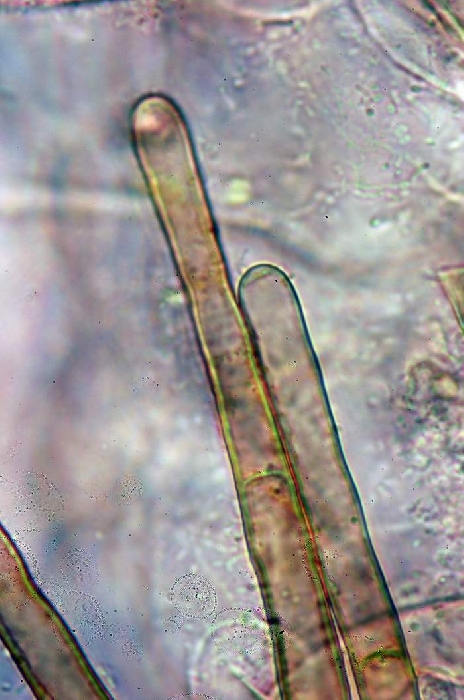 macrostoma