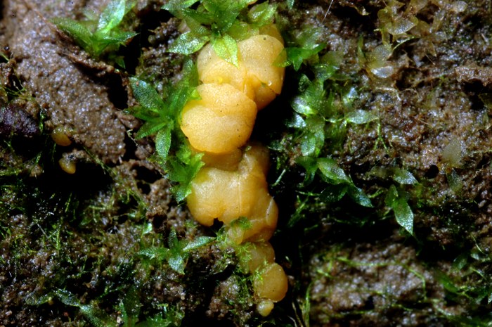 macrostoma