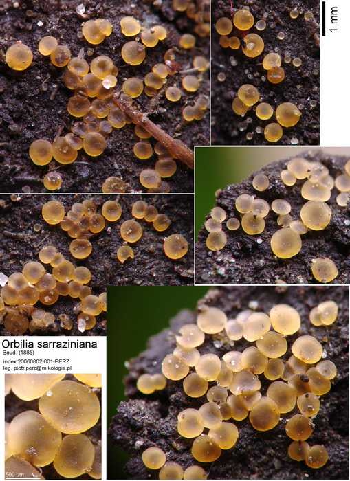 macrostoma
