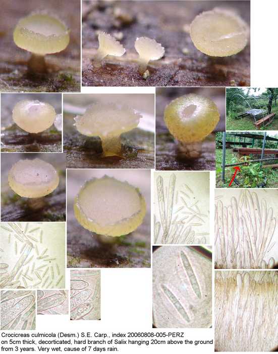 macrostoma