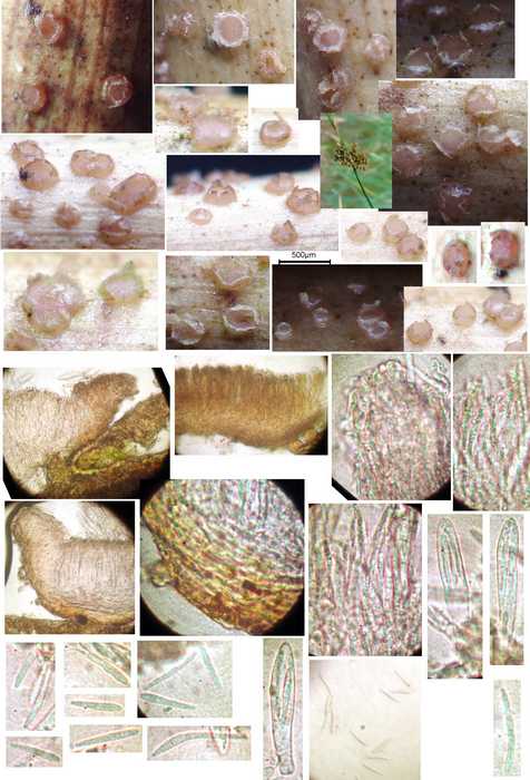 macrostoma