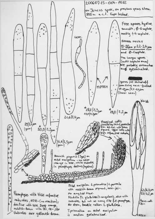 macrostoma