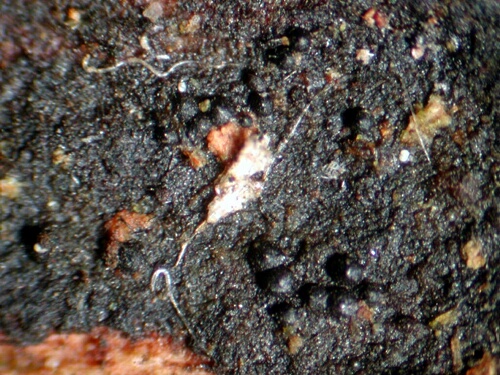 macrostoma