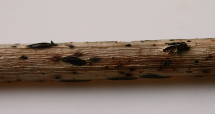 macrostoma
