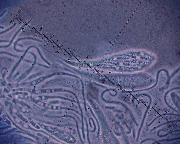macrostoma