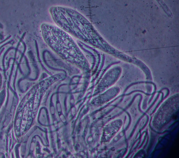 macrostoma