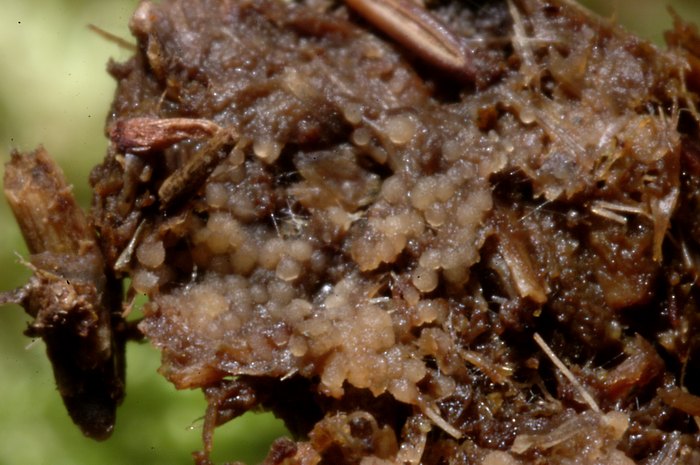macrostoma