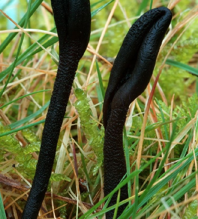 macrostoma