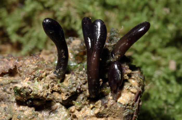 macrostoma