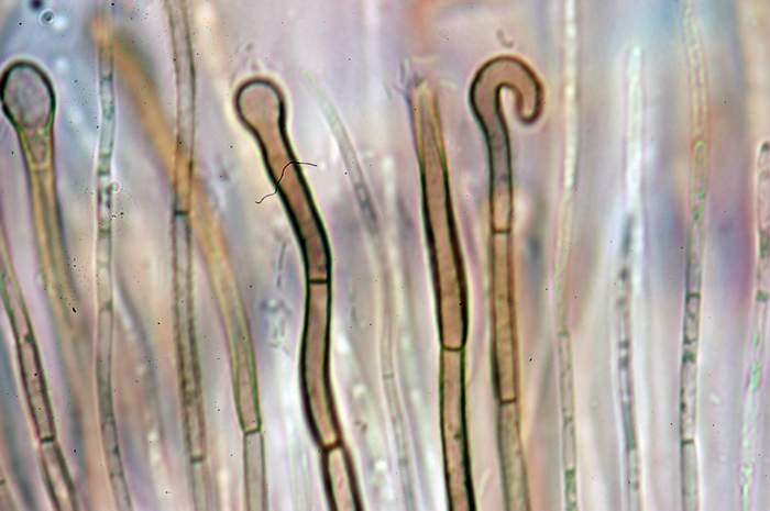 macrostoma
