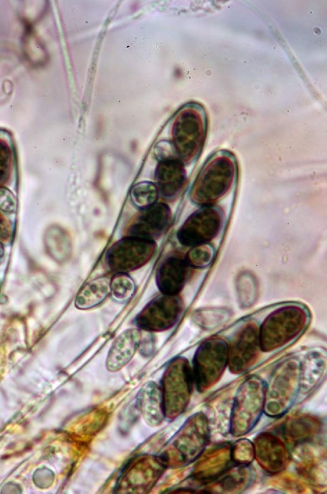 macrostoma