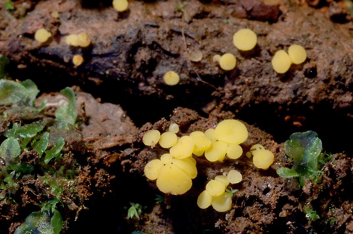 macrostoma