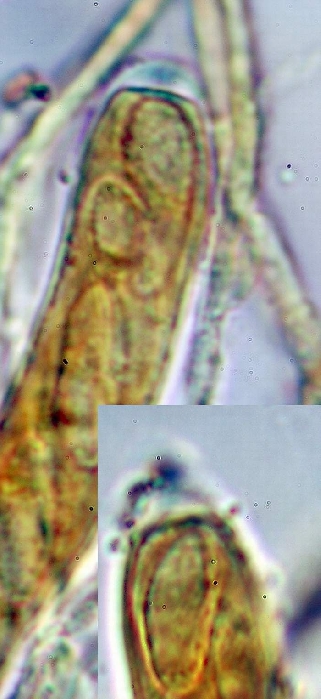 macrostoma
