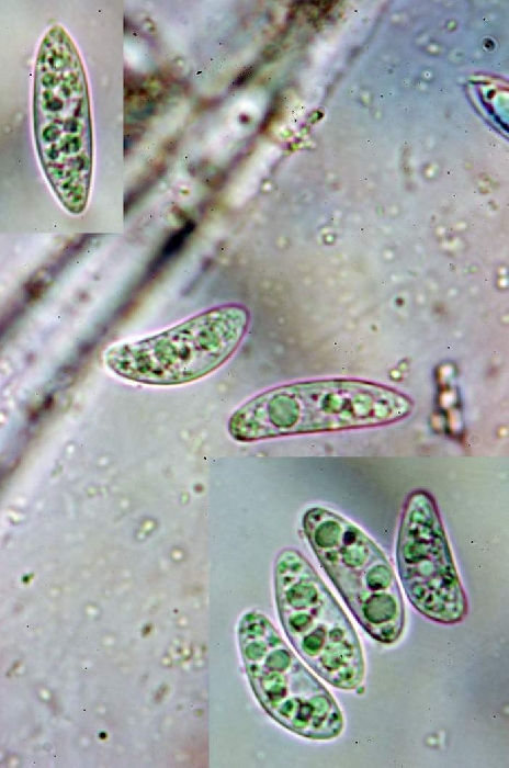 macrostoma