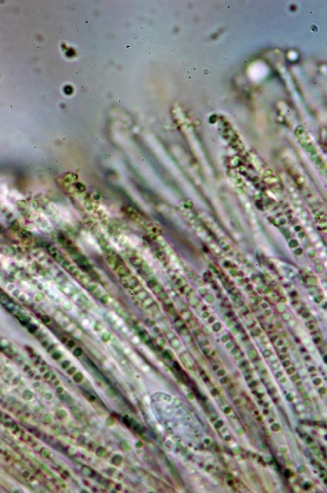 macrostoma