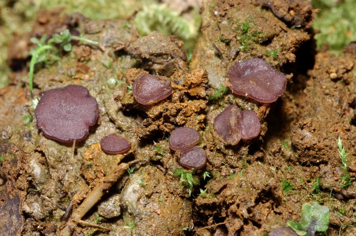 macrostoma
