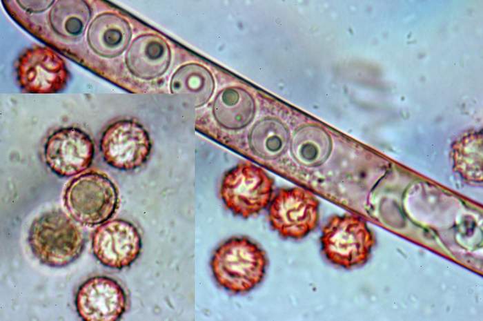 macrostoma