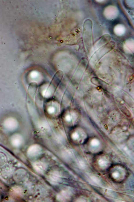 macrostoma