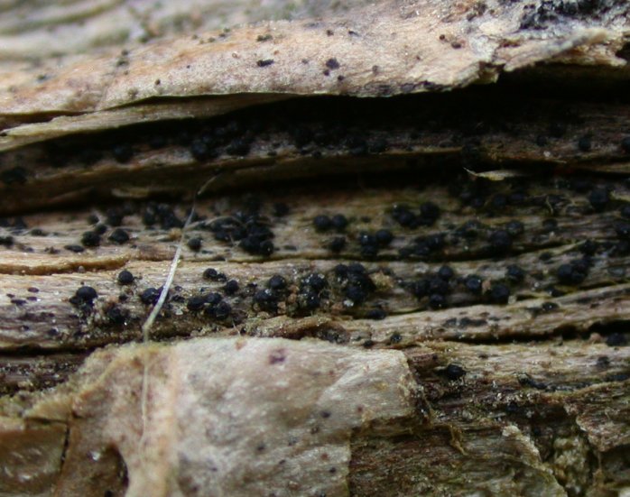 macrostoma