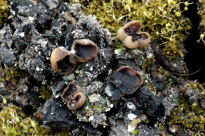 macrostoma