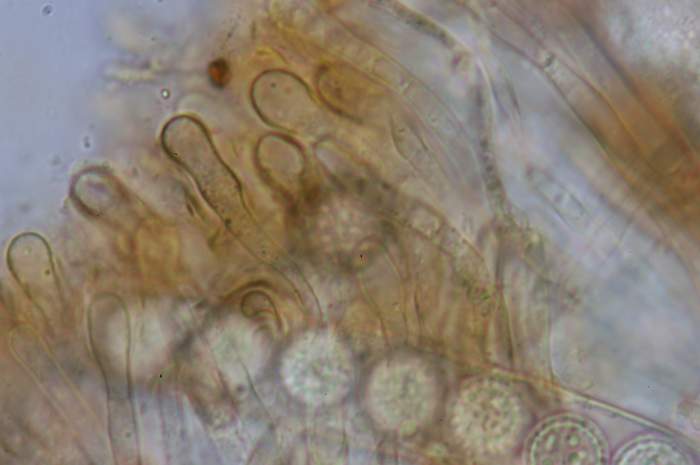 macrostoma