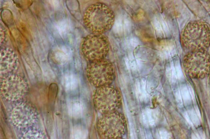 macrostoma