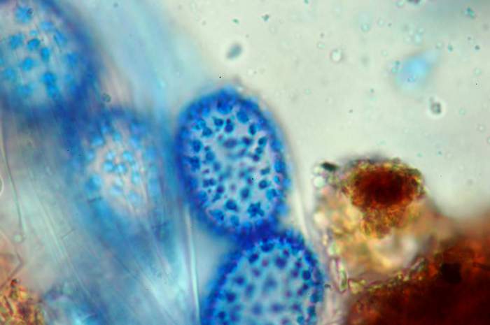 macrostoma