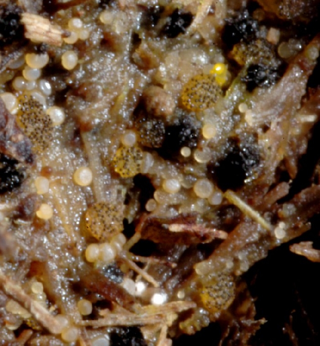 macrostoma